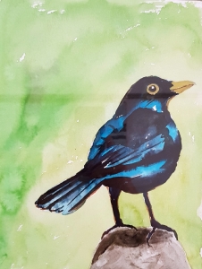 Amsel